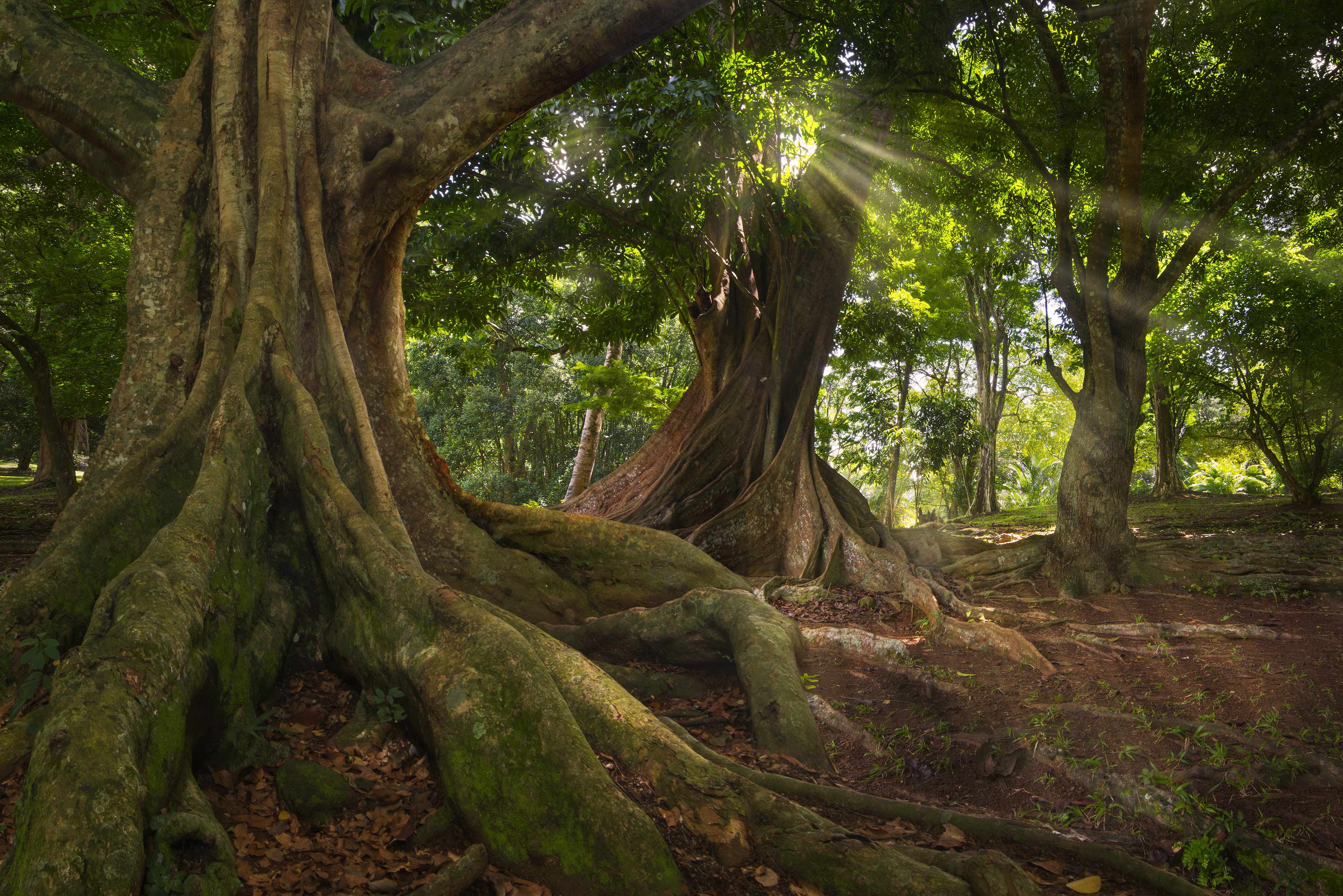 foresta energia legno - 5 trasformazioni