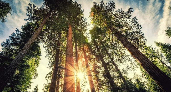 energia albero 5 trasformazioni