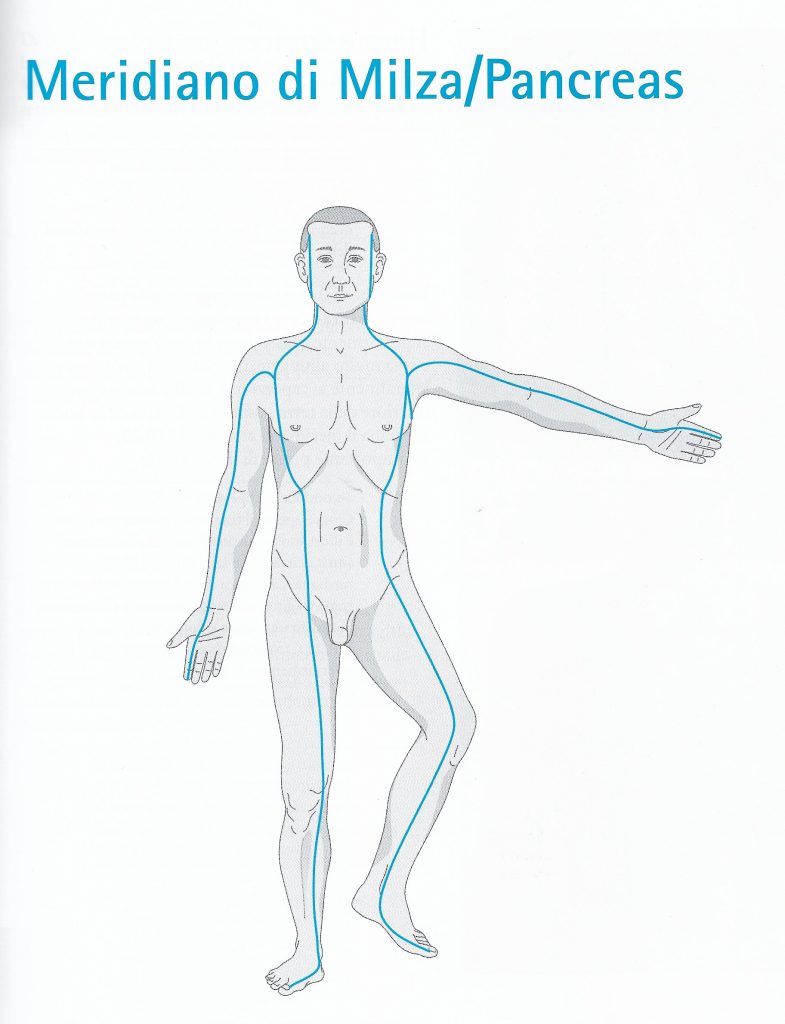 Percorso del meridiano di milza-pancreas Meridiano di milza-pancreas - percorso