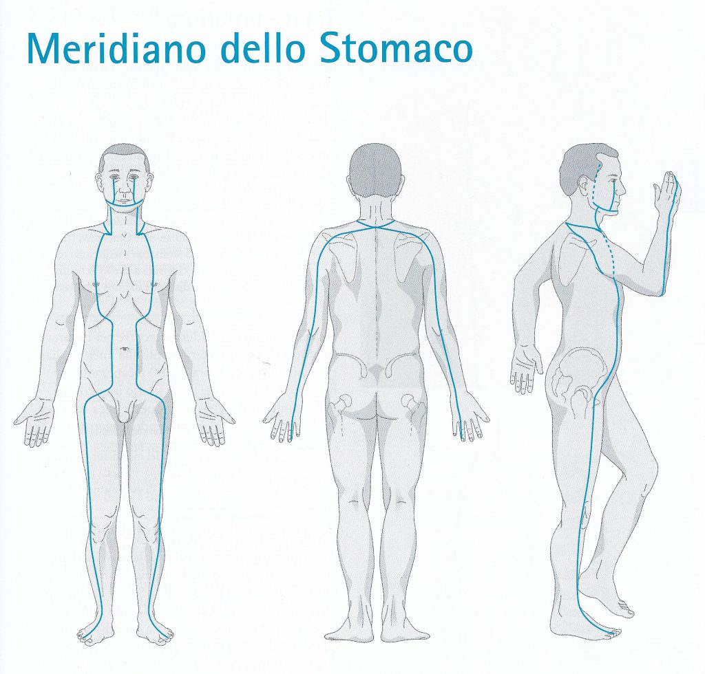 Percorso del meridiano di stomaco Meridiano di stomaco - percorso