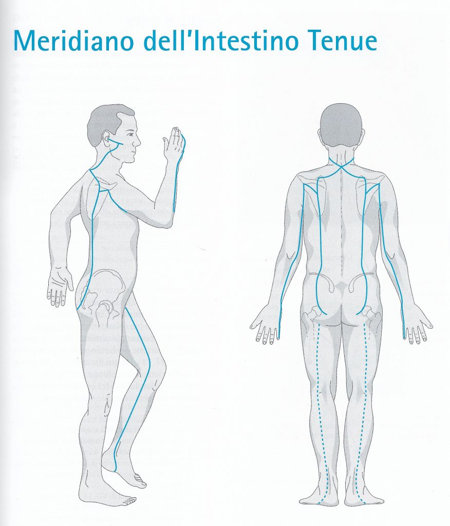Percorso del meridiano di intestino tenue Meridiano dell'intestino tenue - percorso