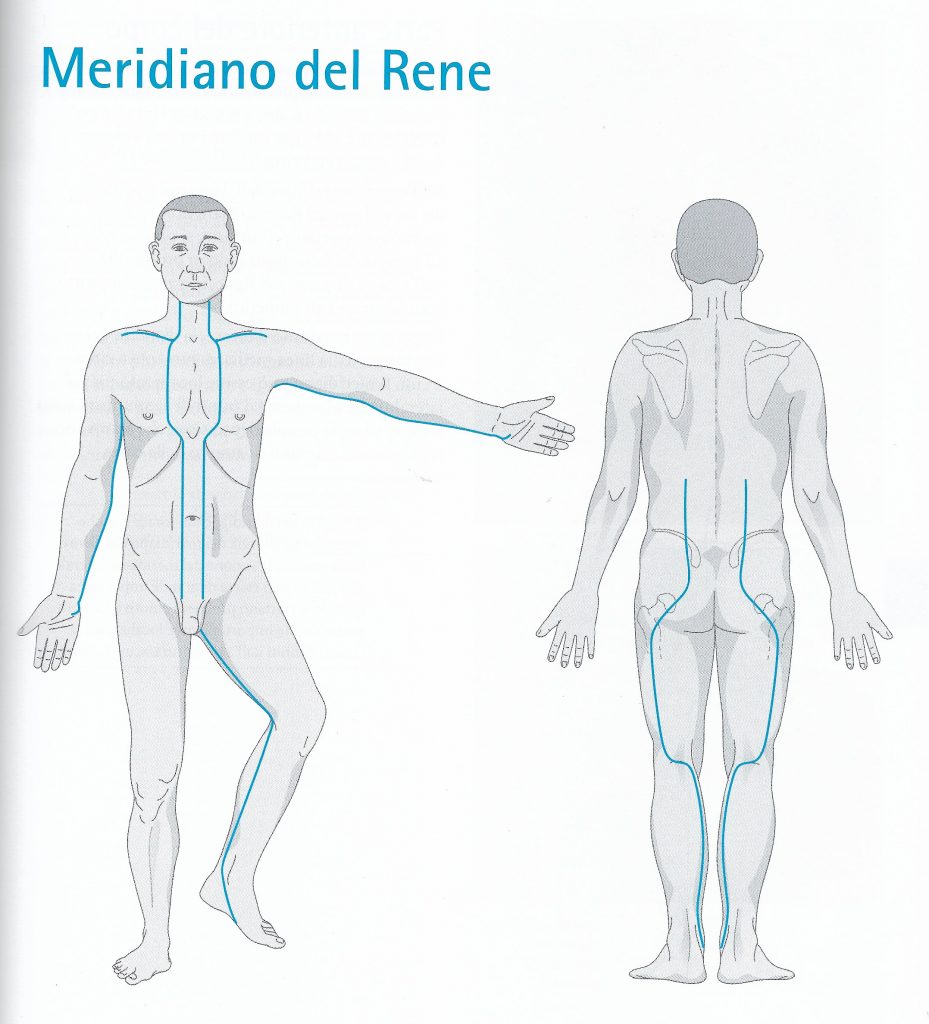 Percorso del meridiano del rene Meridiano dei reni - percorso