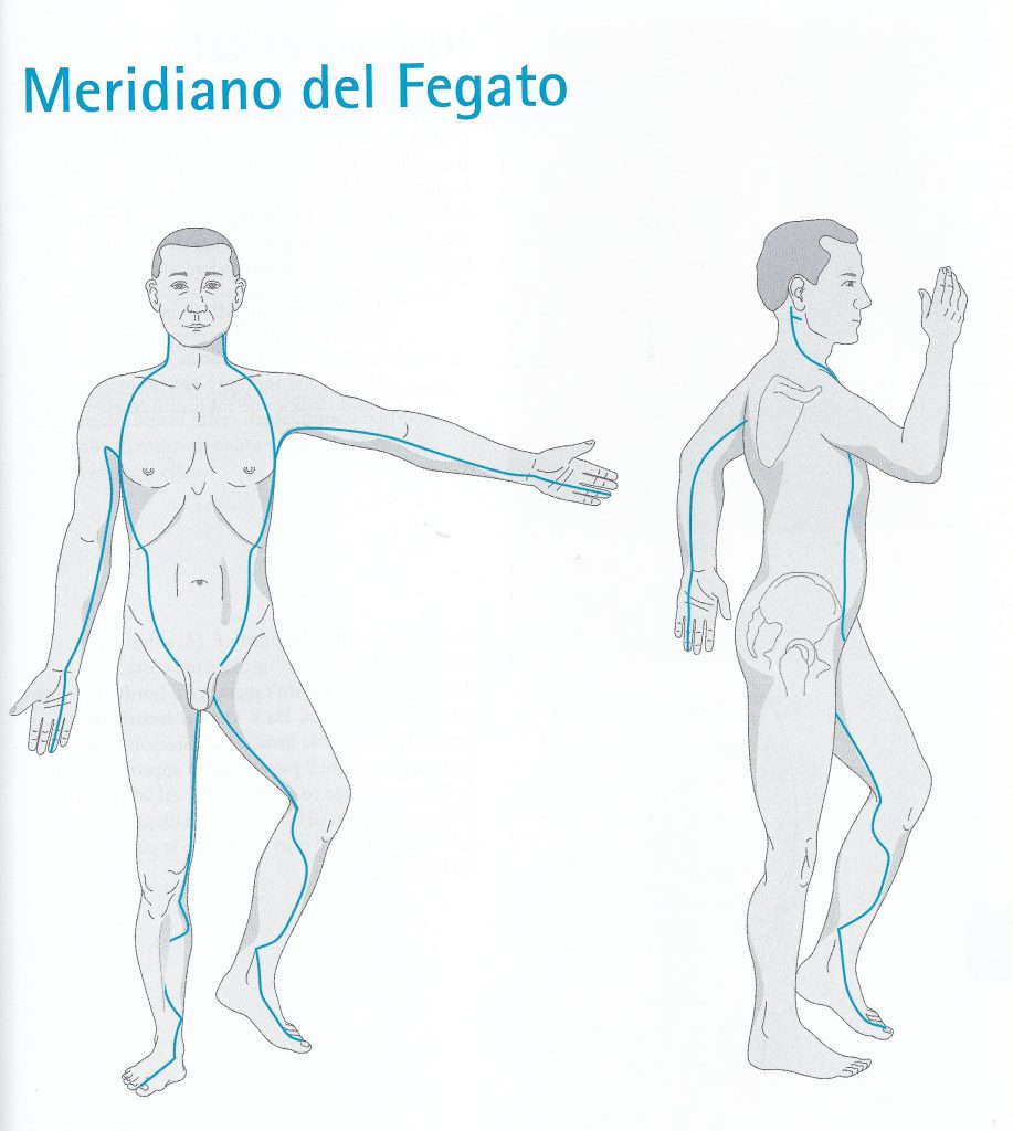 Percorso del meridiano del fegato Meridiano del fegato - percorso