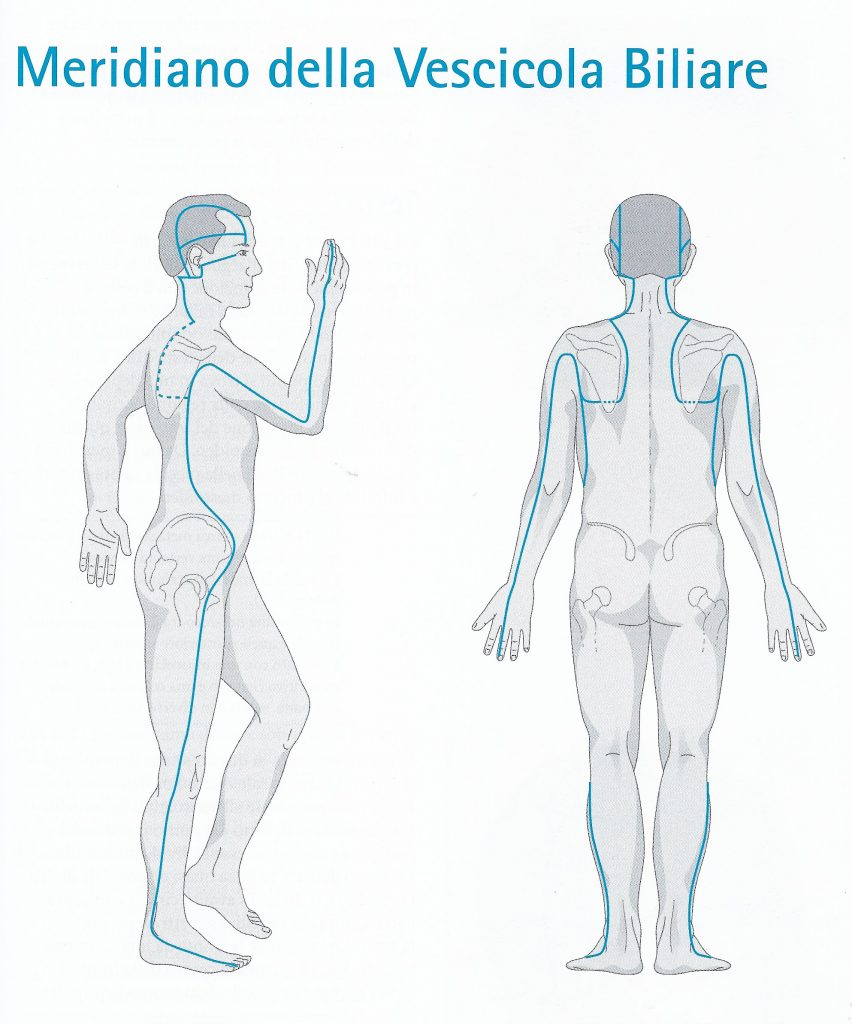 Percorso del meridiano di cistifellea o vescicola biliare Meridiano di cistifellea o vescicola biliare - percorso