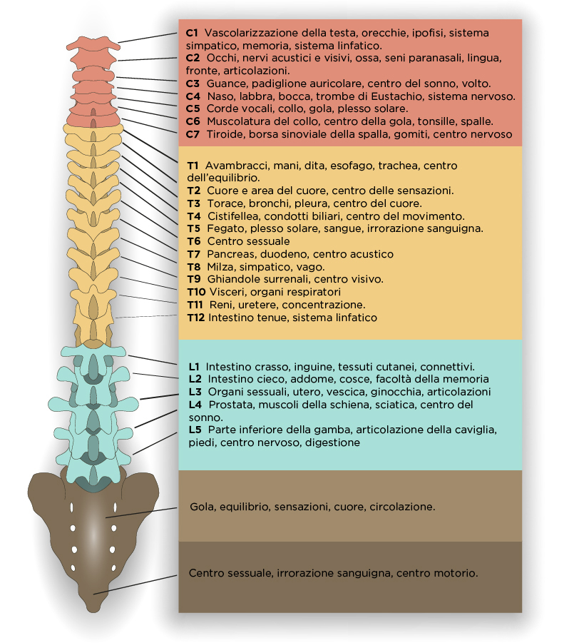 La colonna vertebrale e il significato energetico delle vertebre Il significato energetico delle vertebre della colonna vertebrale