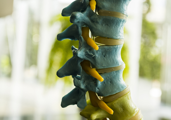 colonna vertebrale e vertebre vertebre della colonna vertebrale