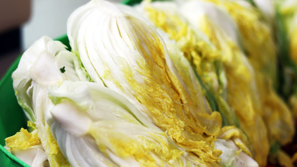 cavolo di pechino