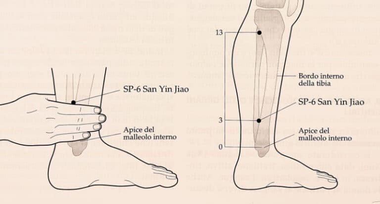 SP-6 milza pancreas 6